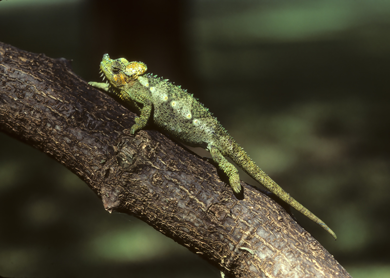 Helmeted_Chameleon_90_Kenya_001