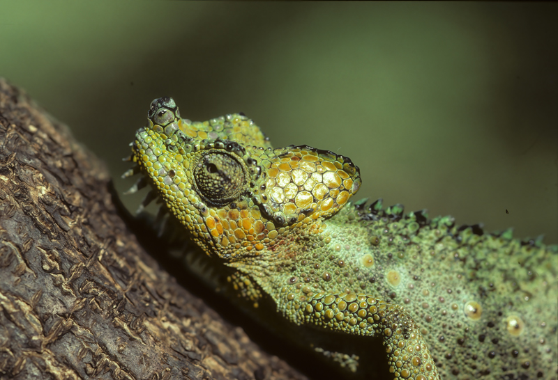 Helmeted_Chameleon_90_Kenya_002