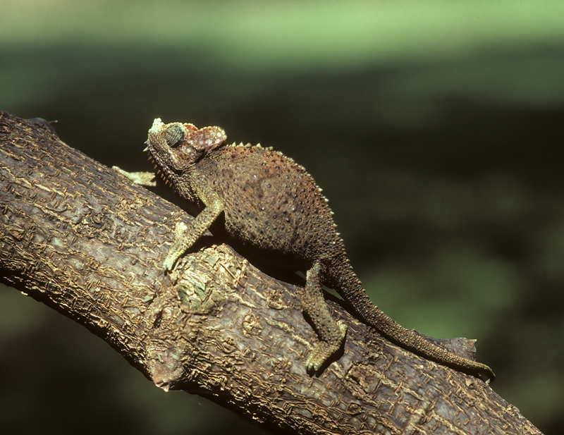 Helmeted_Chameleon_90_Kenya_004