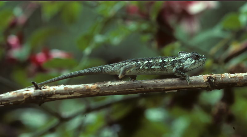 Helmeted_Chameleon_90_Kenya_007