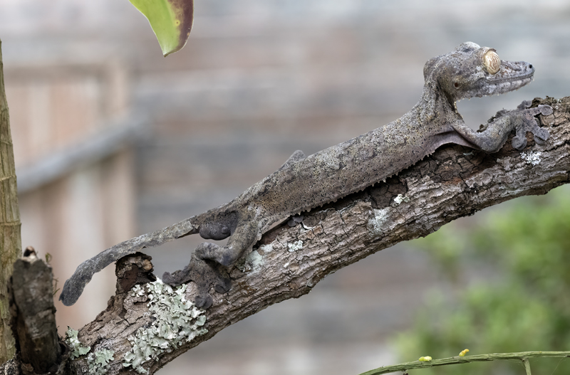 Henkels_Leaf-tailed_Gecko_24_Madagascar_023