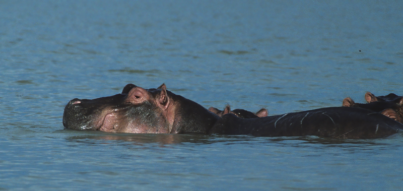 Hippopotamus_90_Kenya_008