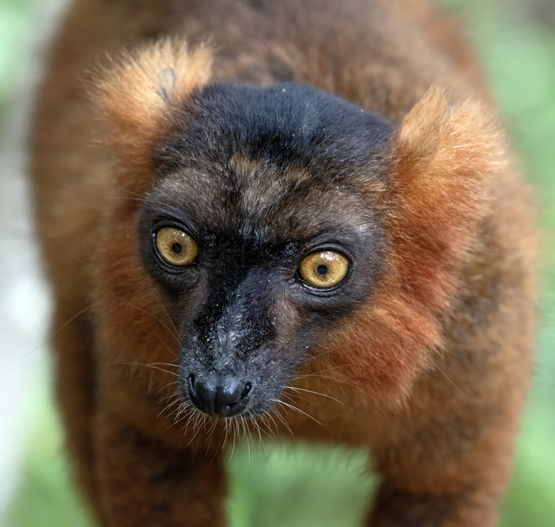 Hyprid_Black+Crowmed_Lemur_24_Madagascar_010