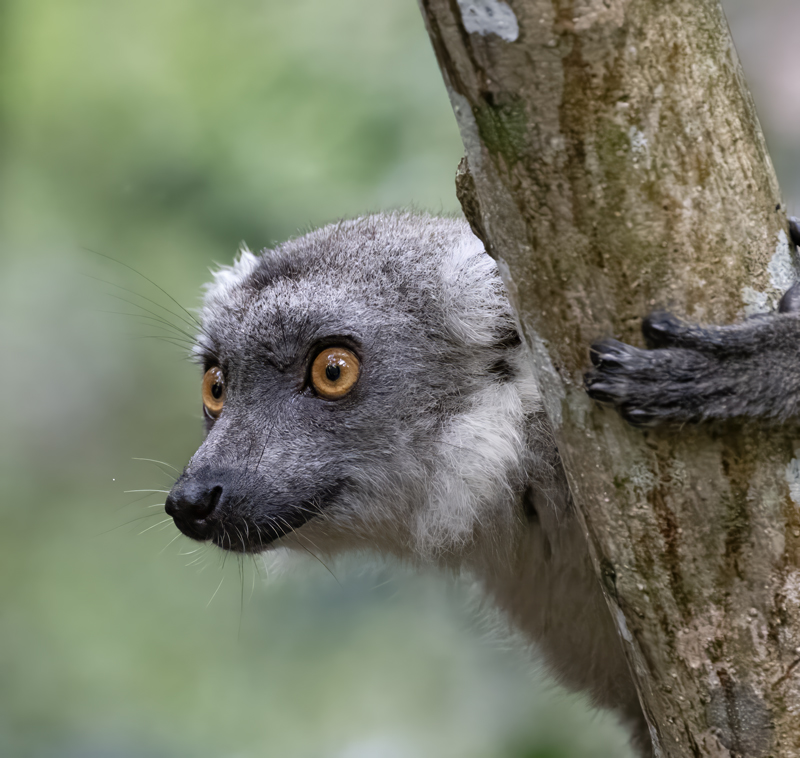 Hyprid_Lemur_24_Madagascar_021