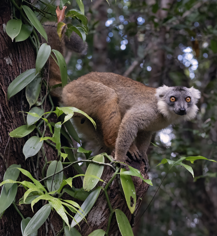 Hyprid_Lemur_24_Madagascar_028