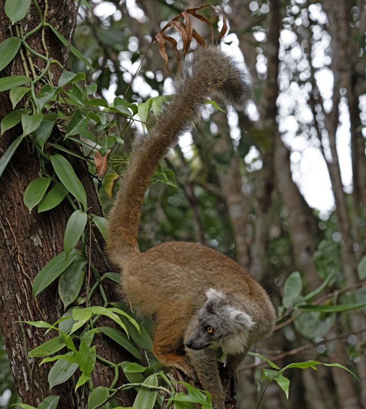Hyprid_Lemur_24_Madagascar_032
