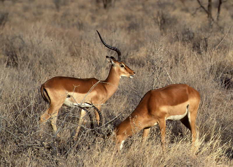 Impala_90_Kenya_003