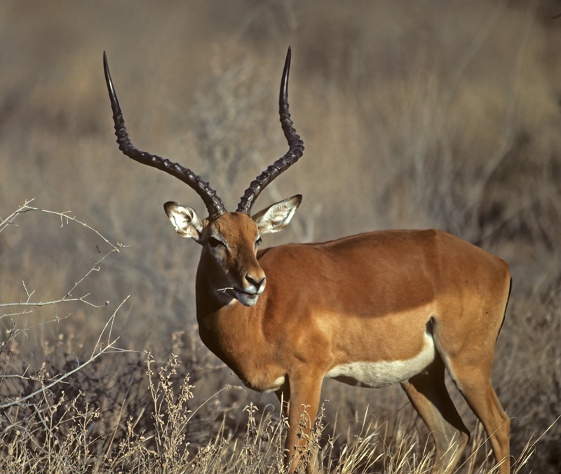 Impala_90_Kenya_005