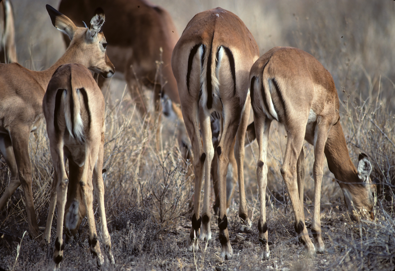 Impala_90_Kenya_007