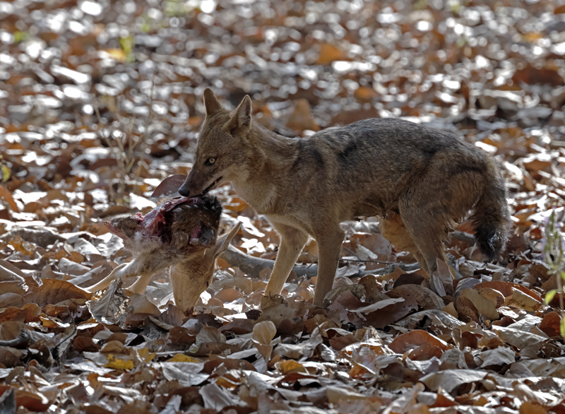 Indian_Jackal_25_India_004