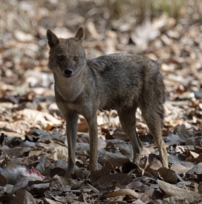 Indian_Jackal_25_India_010