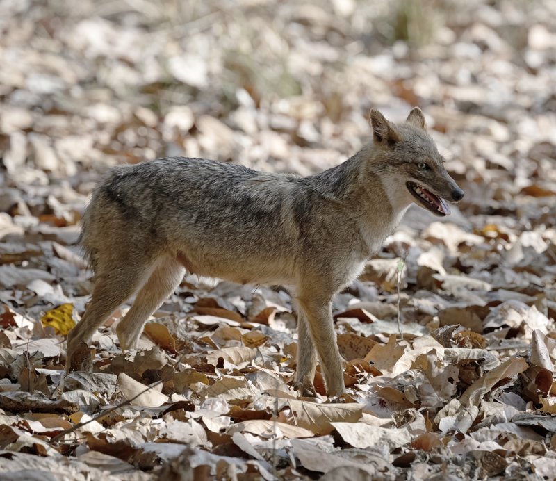 Indian_Jackal_25_India_022