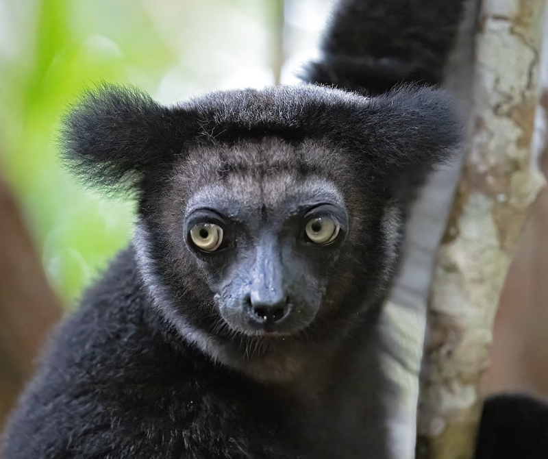 Indri_Lemur_24_Madagascar_002