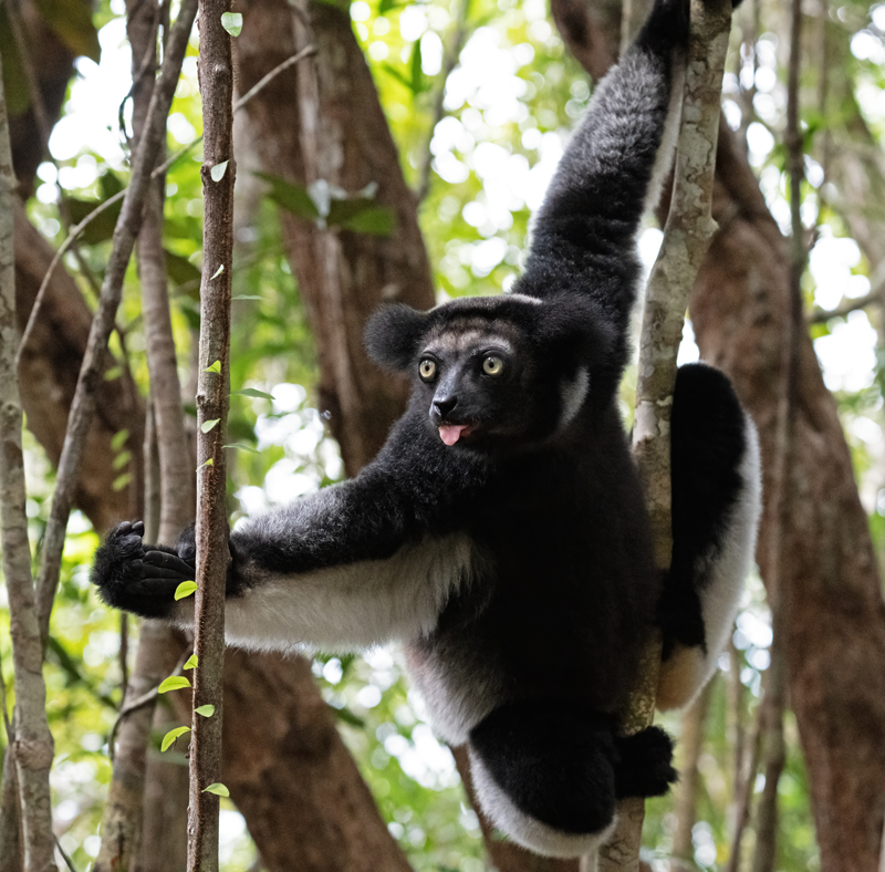 Indri_Lemur_24_Madagascar_012
