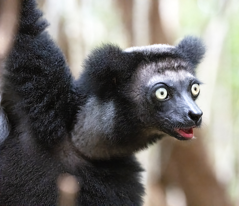 Indri_Lemur_24_Madagascar_083