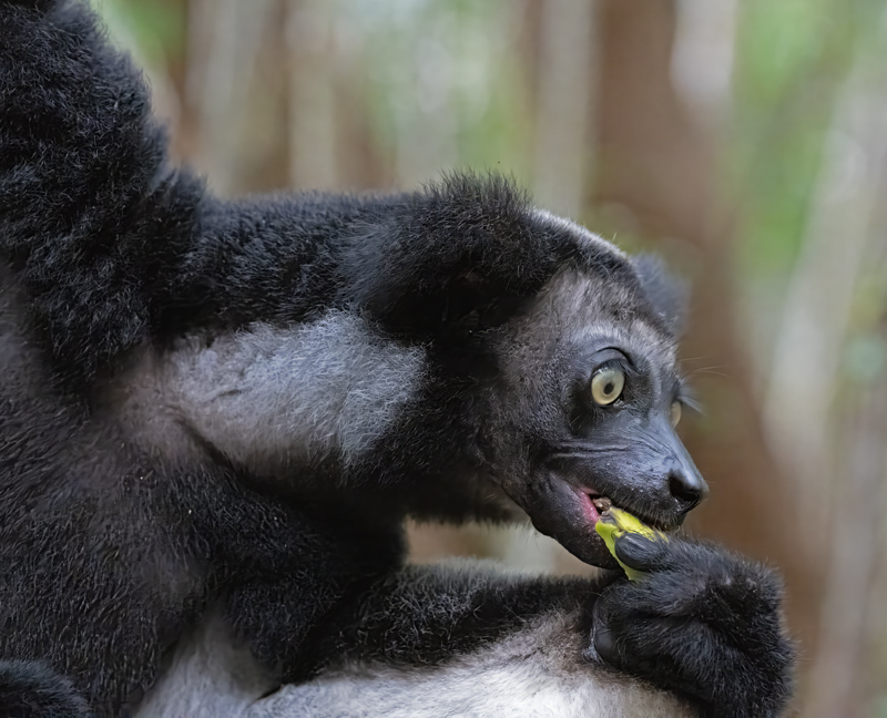 Indri_Lemur_24_Madagascar_095