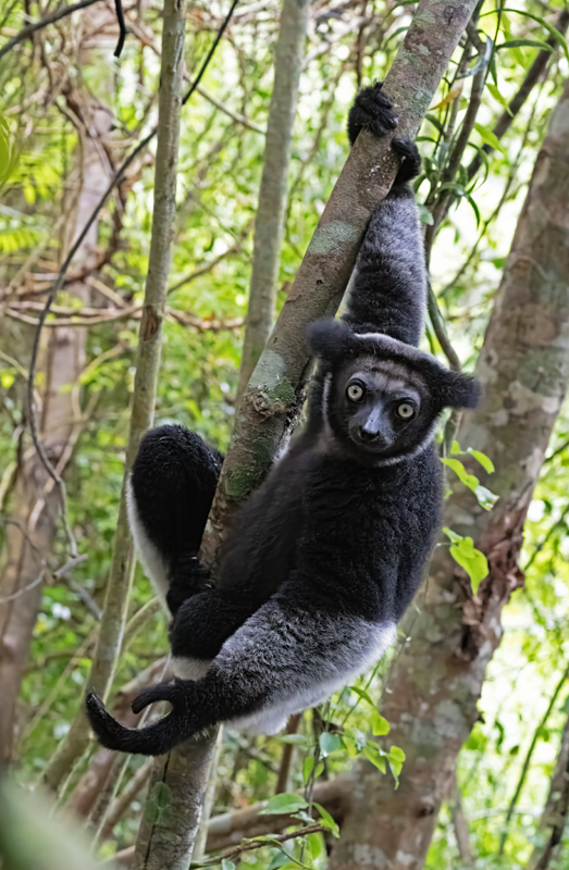 Indri_Lemur_24_Madagascar_160