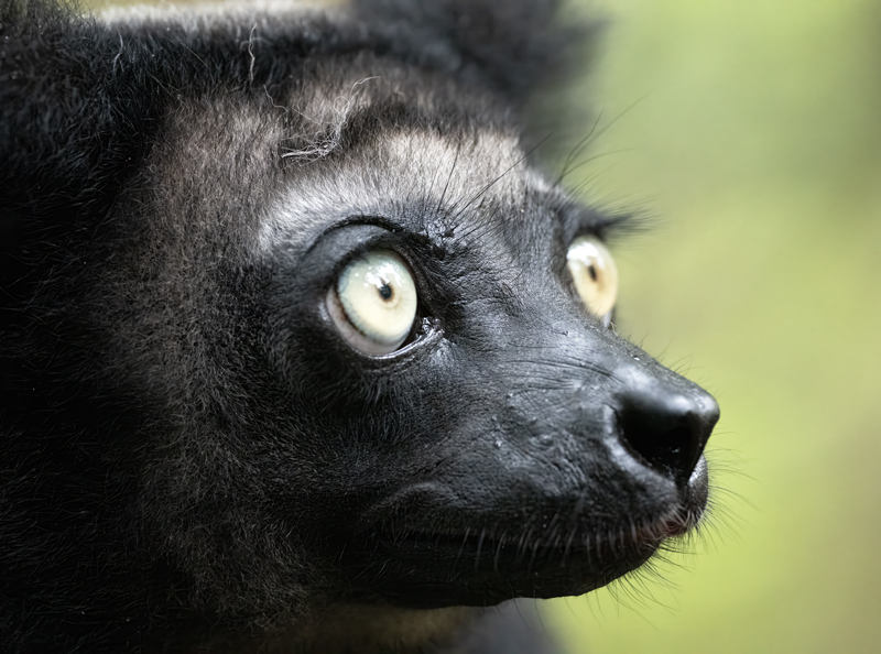 Indri_Lemur_24_Madagascar_196