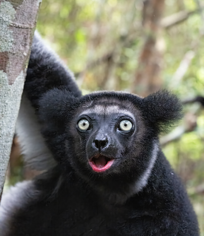 Indri_Lemur_24_Madagascar_205