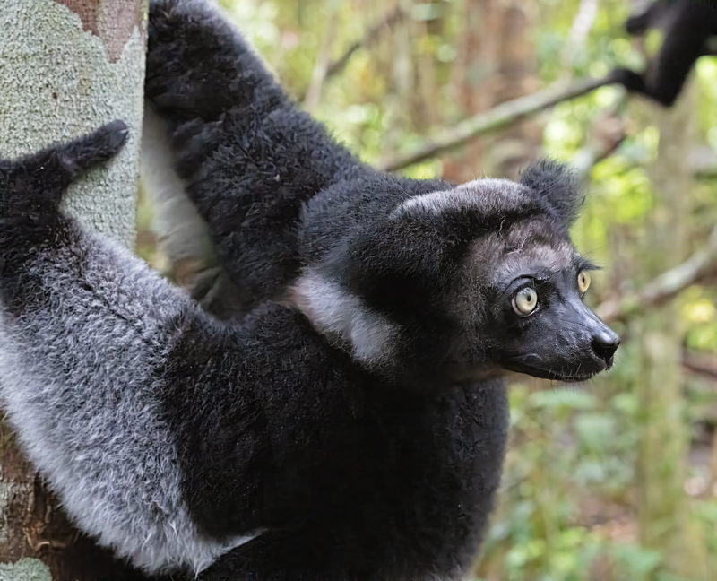Indri_Lemur_24_Madagascar_211