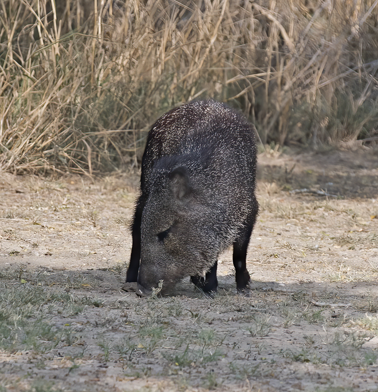 Javelina_TX_18_001