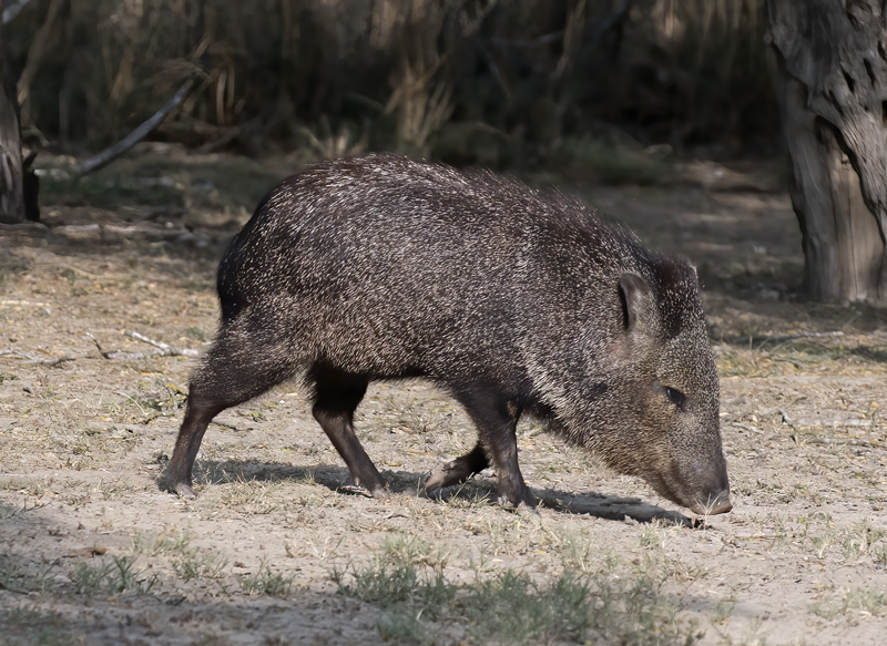 Javelina_TX_18_004