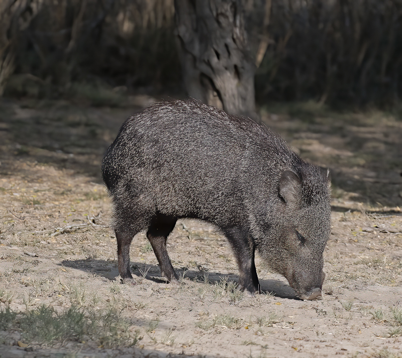 Javelina_TX_18_006
