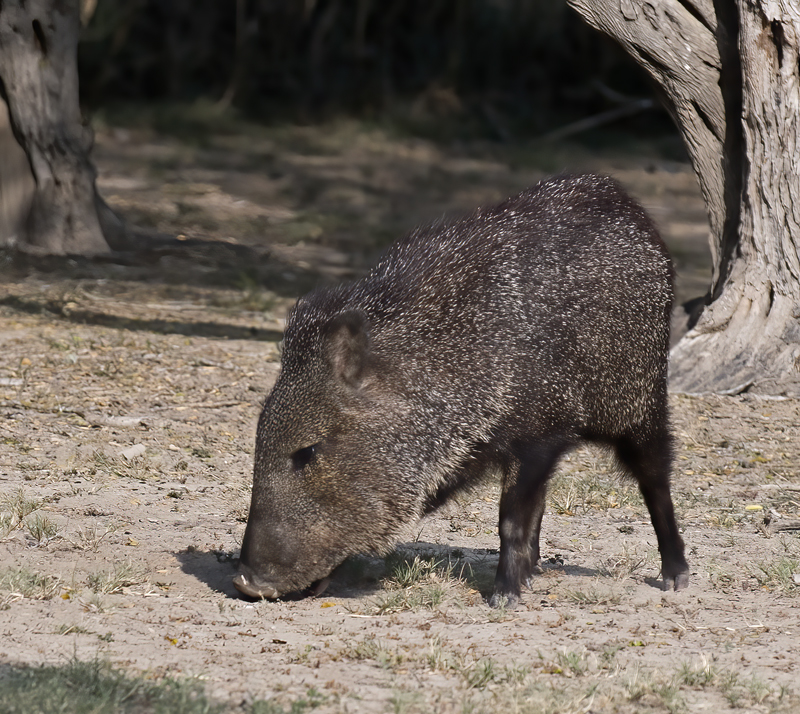 Javelina_TX_18_007