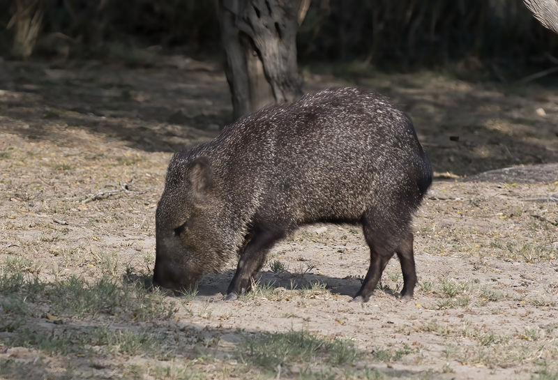 Javelina_TX_18_009