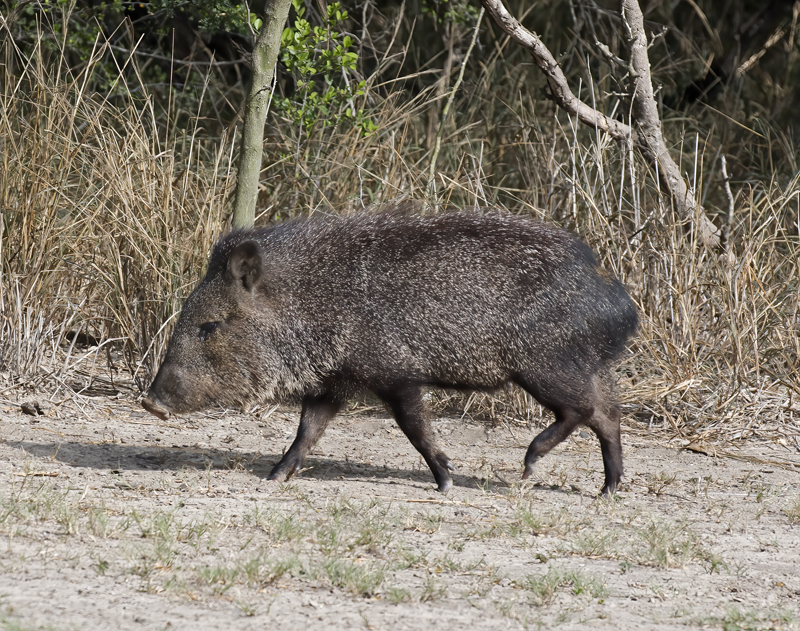 Javelina_TX_18_013