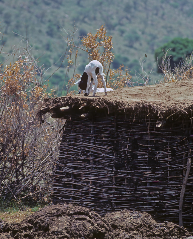 Kenya_90_033