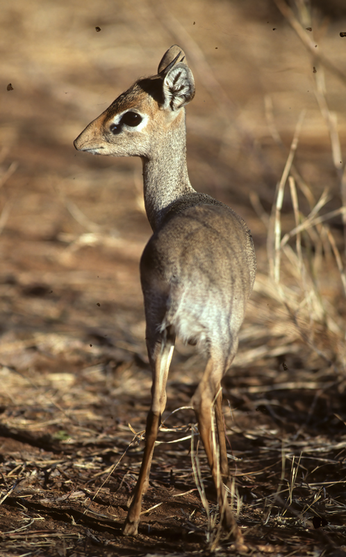 Kirks_Dik-dik_90_Kenya_003