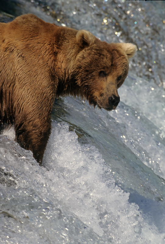 Kodiak_Brown_Bear_98_AK_009