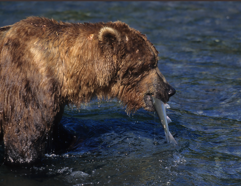 Kodiak_Brown_Bear_98_AK_021