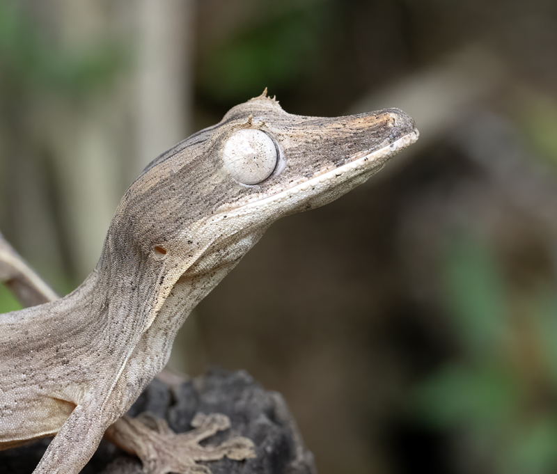 Lined_Leaf-tailed_Gecko_24_Madagascar_053