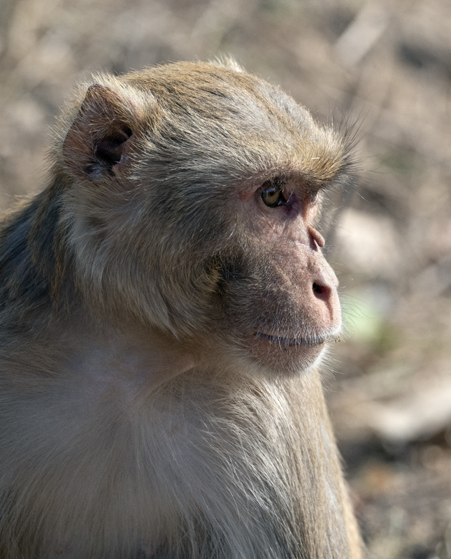 Macaque_25_India_028