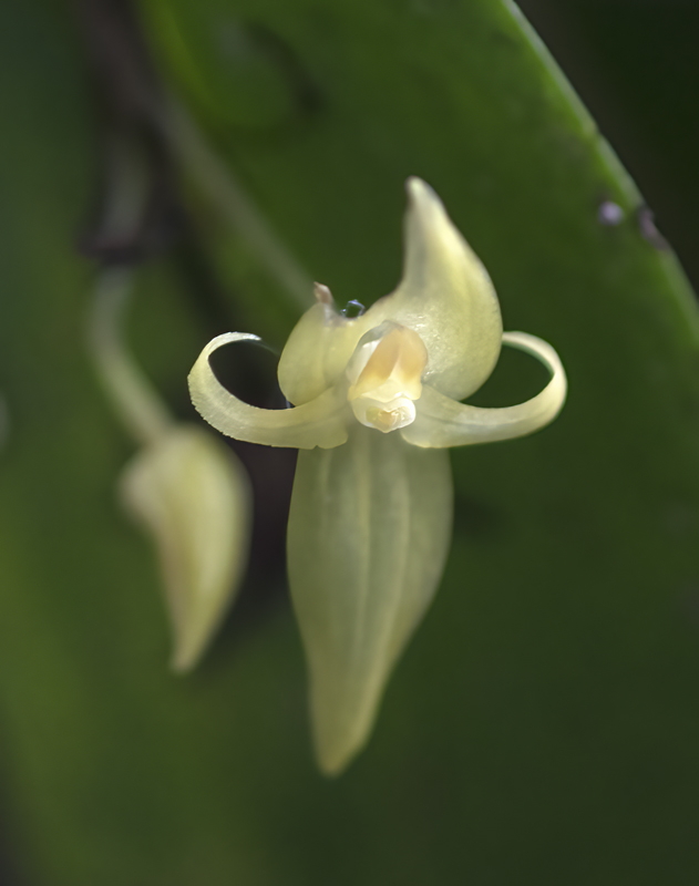 Machu_Picchu_Flowers_17_Peru_026