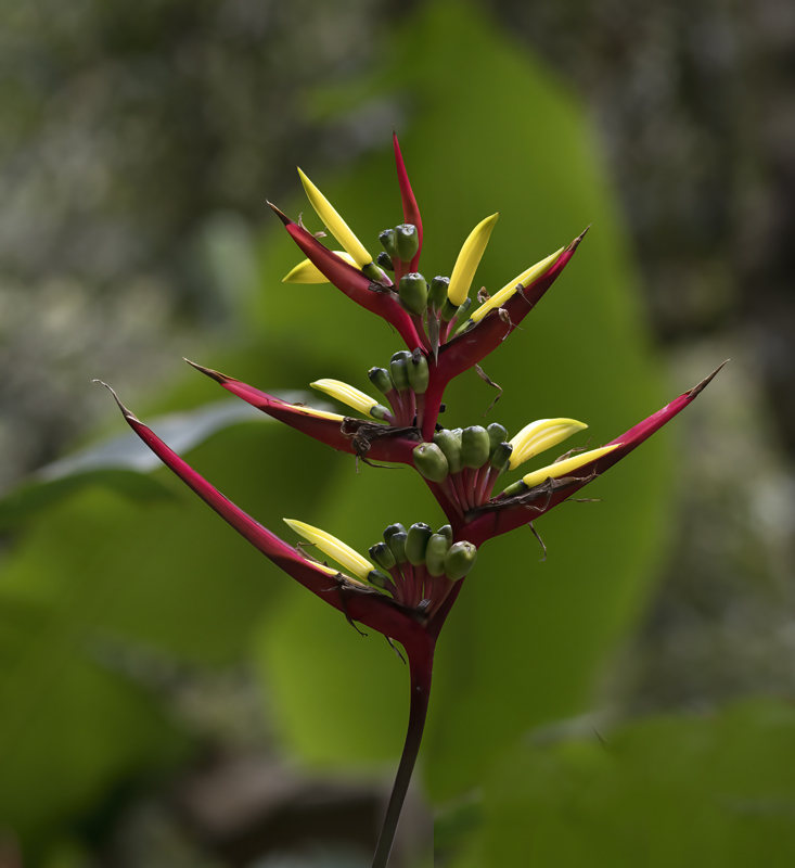 Machu_Picchu_Flowers_17_Peru_031