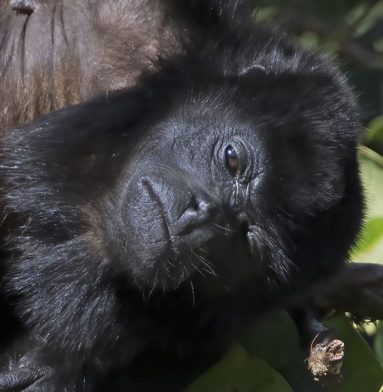 Mantled_Howler_17_Costa_Rica_200