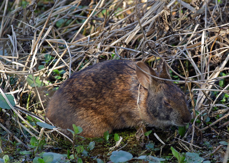 Marsh_Rabbit_11_FL_004