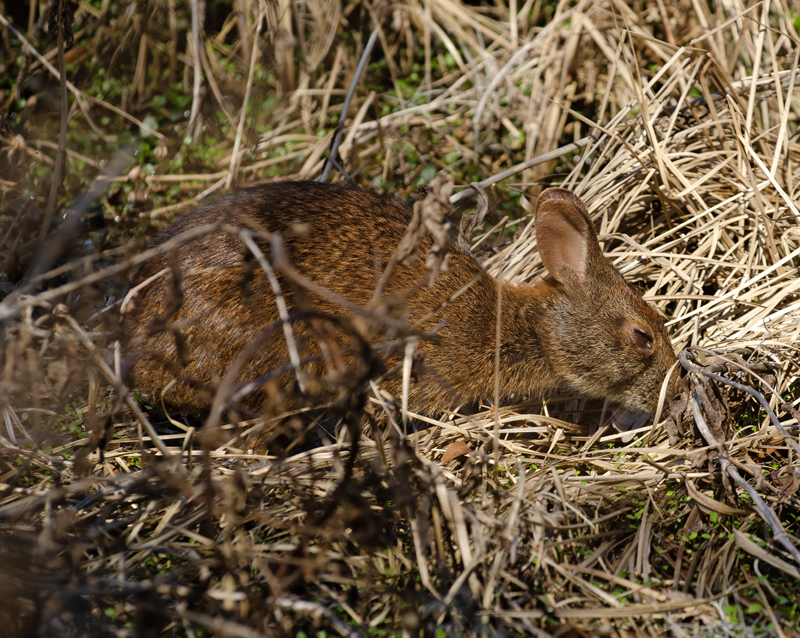 Marsh_Rabbit_11_FL_005