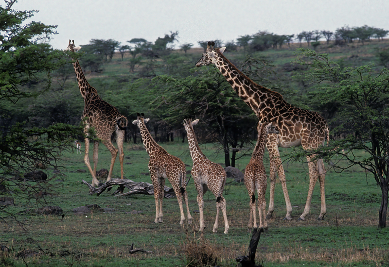 Masai_Giraffe_90_Kenya_001