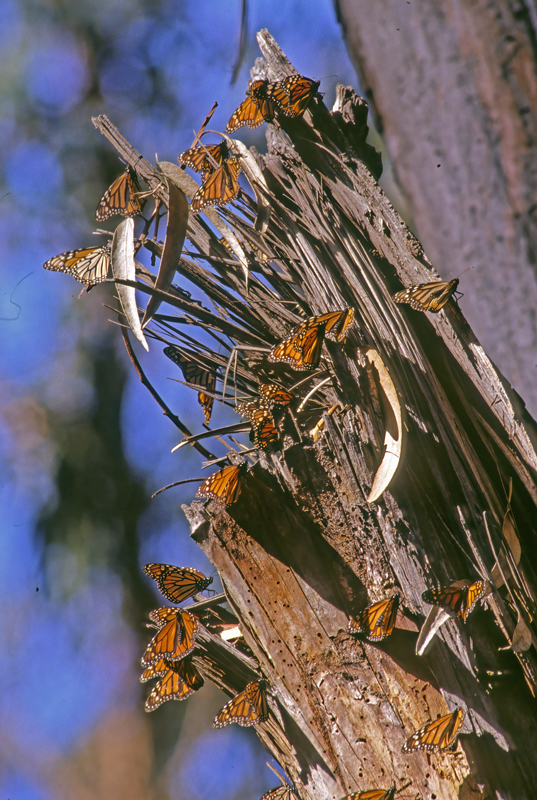 Monarch_Butterfly_001