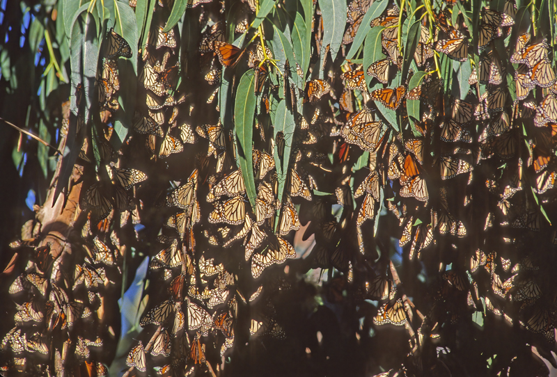 Monarch_Butterfly_005