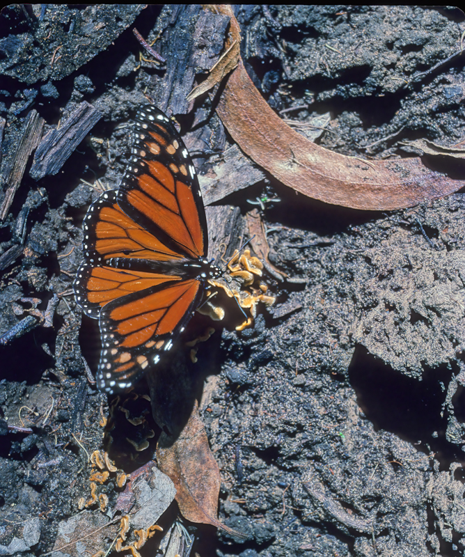 Monarch_Butterfly_009