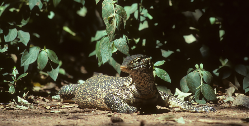 Monitor_Lizard _90_Kenya_001