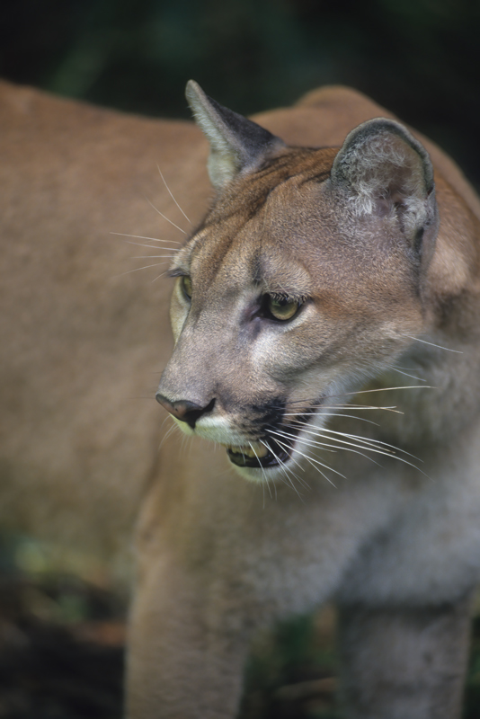 Mountain_Lion_94_FL_001