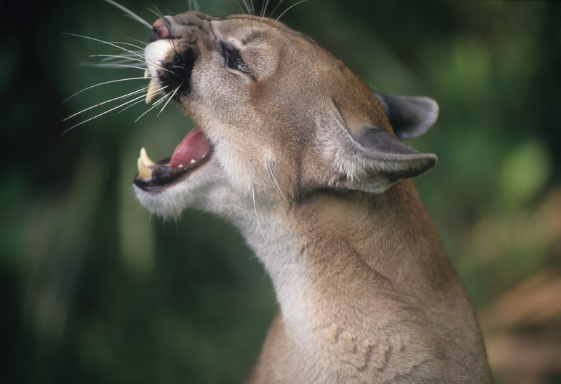 Mountain_Lion_94_FL_002