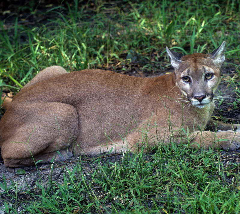 Mountain_Lion_94_FL_005