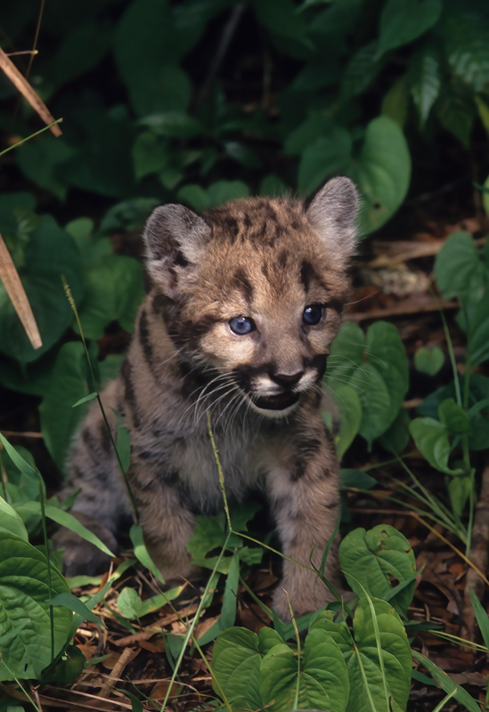 Mountain_Lion_94_FL_007